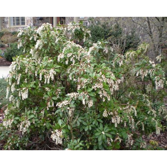 RedCrocus Compact Japanese Pieris japonica 'Compacta'- Evergreen Shrub for Borders & Containers, Pet-Friendly, Low Maintenance, Spring Blooms, Deer Resistant 5 Gallon