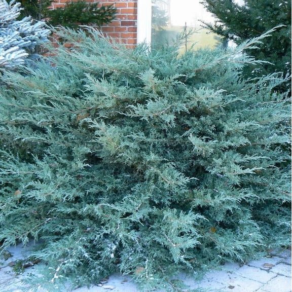 RedCrocus Compact Pfitzer Juniper- Drought-Tolerant Evergreen Shrub for Borders & Ground Cover 3 Gallon