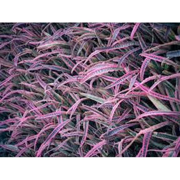 RedCrocus Cryptanthus - Assorted Earth Star Plant | Indoor, Container & Garden Friendly | Vibrant Low-Maintenance Foliage 4" Pot (Pack of 2)