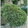 thumbnail image 1 of RedCrocus Cryptomeria japonica 'Black Dragon' Live Plant - Compact Japanese Cedar, Dark Green-Black Foliage, Evergreen Conifer for Containers & Small Gardens  10 Gallon Nursery Pot, 1 of 7