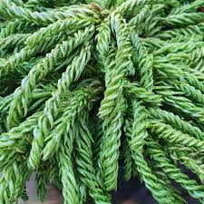 RedCrocus Cryptomeria japonica 'Spiralis' Live Plant  Corkscrew Japanese Cedar, Narrow Upright Evergreen Conifer, Deer Resistant, Container Friendly, Sun to Part Shade, Zones 69