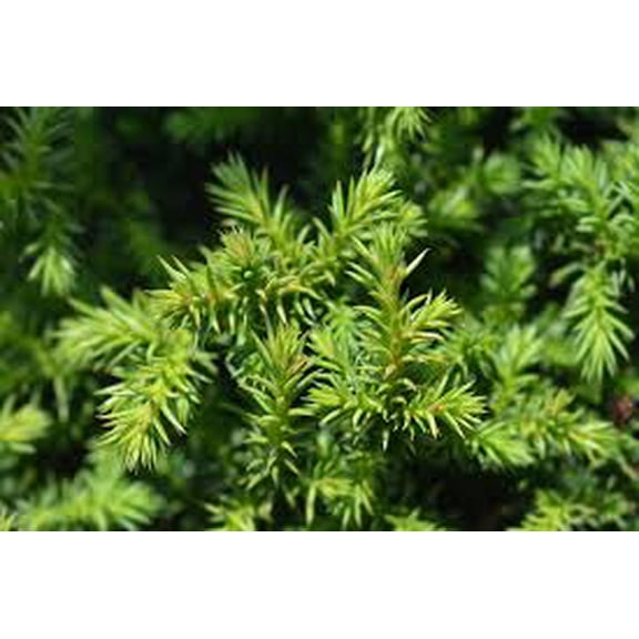 RedCrocus Cryptomeria japonica 'Vilmoriniana' Dwarf Japanese Cedar, Densed Needled Evergreen, Small Tree for Gardens and Containers 1 Gallon Nursery Pot