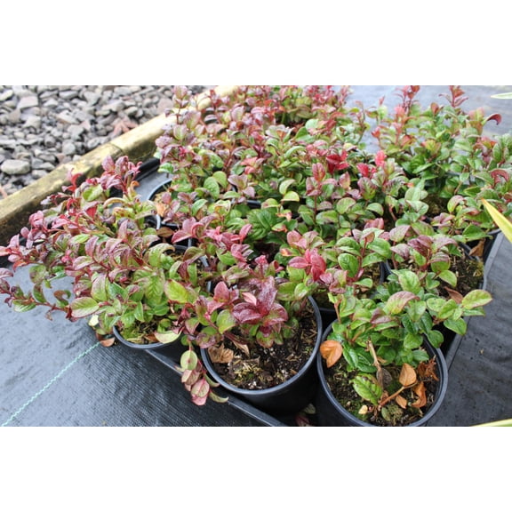 RedCrocus Curly Red Coast Leucothoe | Evergreen Shrub for Borders & Containers | Deer Resistant, Pollinator Friendly, Partial Sun | Well-Drained Acidic Soil 2 Gallon