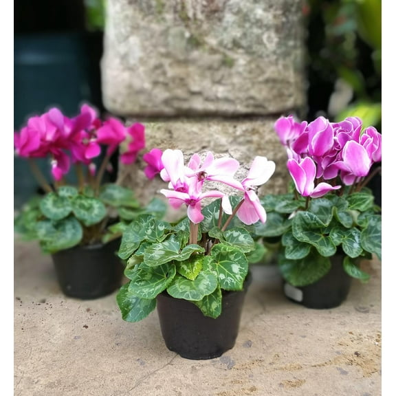 RedCrocus Cyclamen Assorted-Charming flowering plant for indoor decor 4" Pot (Pack of 4)