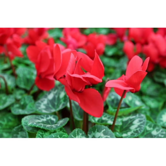 Red Cyclamen Plant | Indoor Pet-Friendly Flowering Foliage | 6-12" tall, Bright Indirect Light, Well-Draining Soil, Easy Care 4" Pot (Pack of 2)