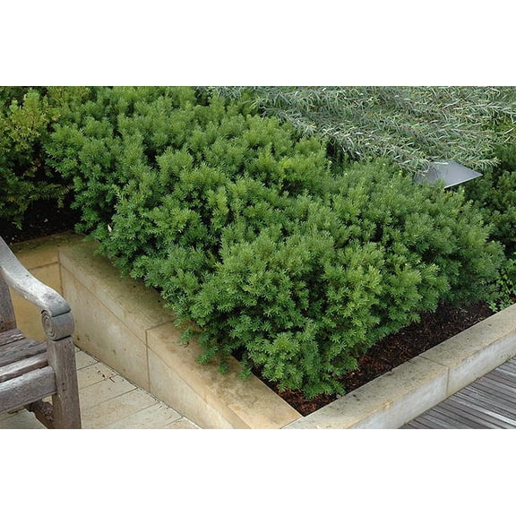 RedCrocus Dark Green Spreader Yew, Evergreen Shrub for Hedges & Borders, Pet-Friendly, Container Suitable, Low Maintenance, Toxic to Pets 3 Gallon