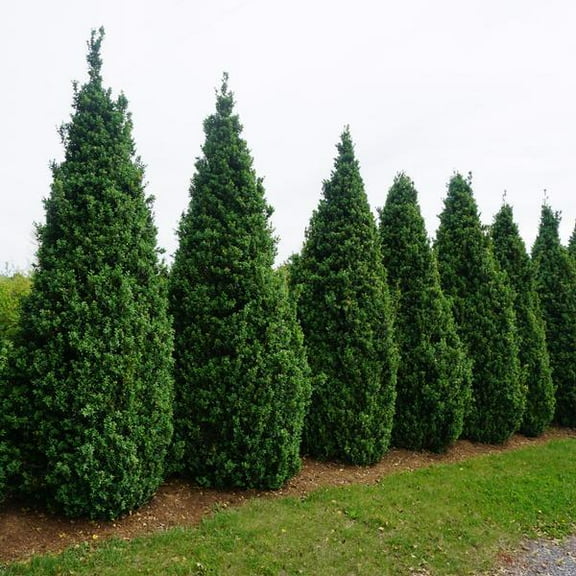 RedCrocus Dee Runk Boxwood | Evergreen Compact Shrub for Hedges & Topiary | Pet Safe, Deer Resistant | Full Sun to Partial Shade | Container Friendly, Well-Drained Soil  3/4' h 10 Gallon