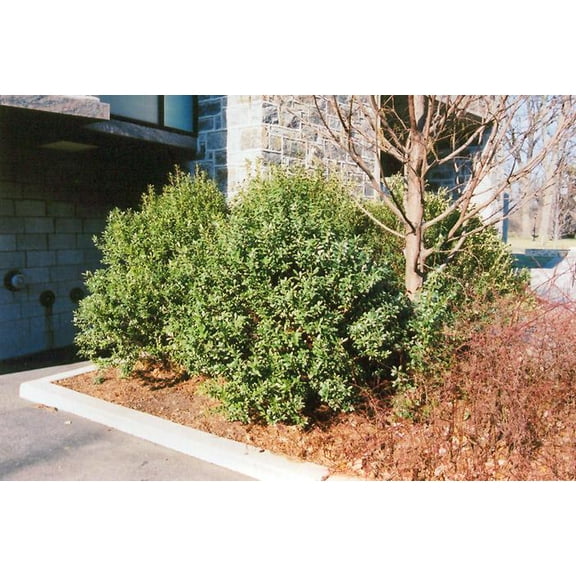 RedCrocus Densa Inkberry Holly Ilex glabra 'Densa' Evergreen Shrub Compact Dense Foliage For Hedges, Foundation Plantings, Containers 5 Gallon