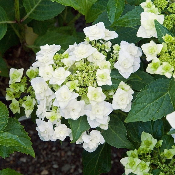 RedCrocus Double Delights Wedding Gown Bigleaf Lacecap Hydrangea Hydrangea macrophylla | Shade-loving, Pollinator Attracting, Container & Garden Plant, Non-Toxic, Rich Blooms 3 Gallon