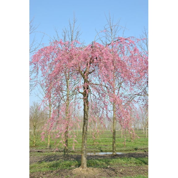 RedCrocus Double Pink Weeping Higan Cherry- Ornamental Tree with Fragrant Blooms, Attractive Foliage, and Weeping Growth for Gardens & Containers 25 Gallon