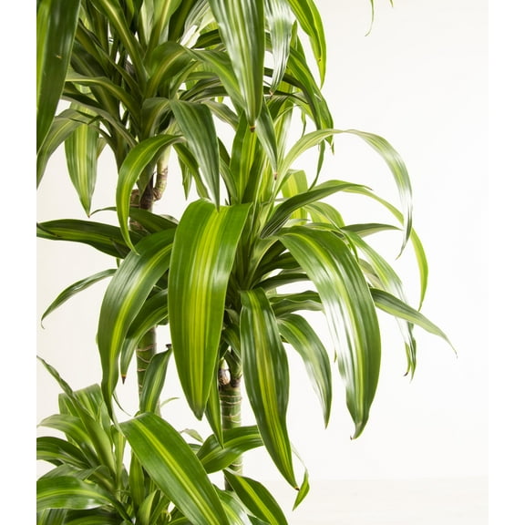 RedCrocus Dracaena Hawaiin Sunshine Indoor Plant - Low Maintenance, Pet Toxic, Bright & Indirect Light Tolerance 12" Pot