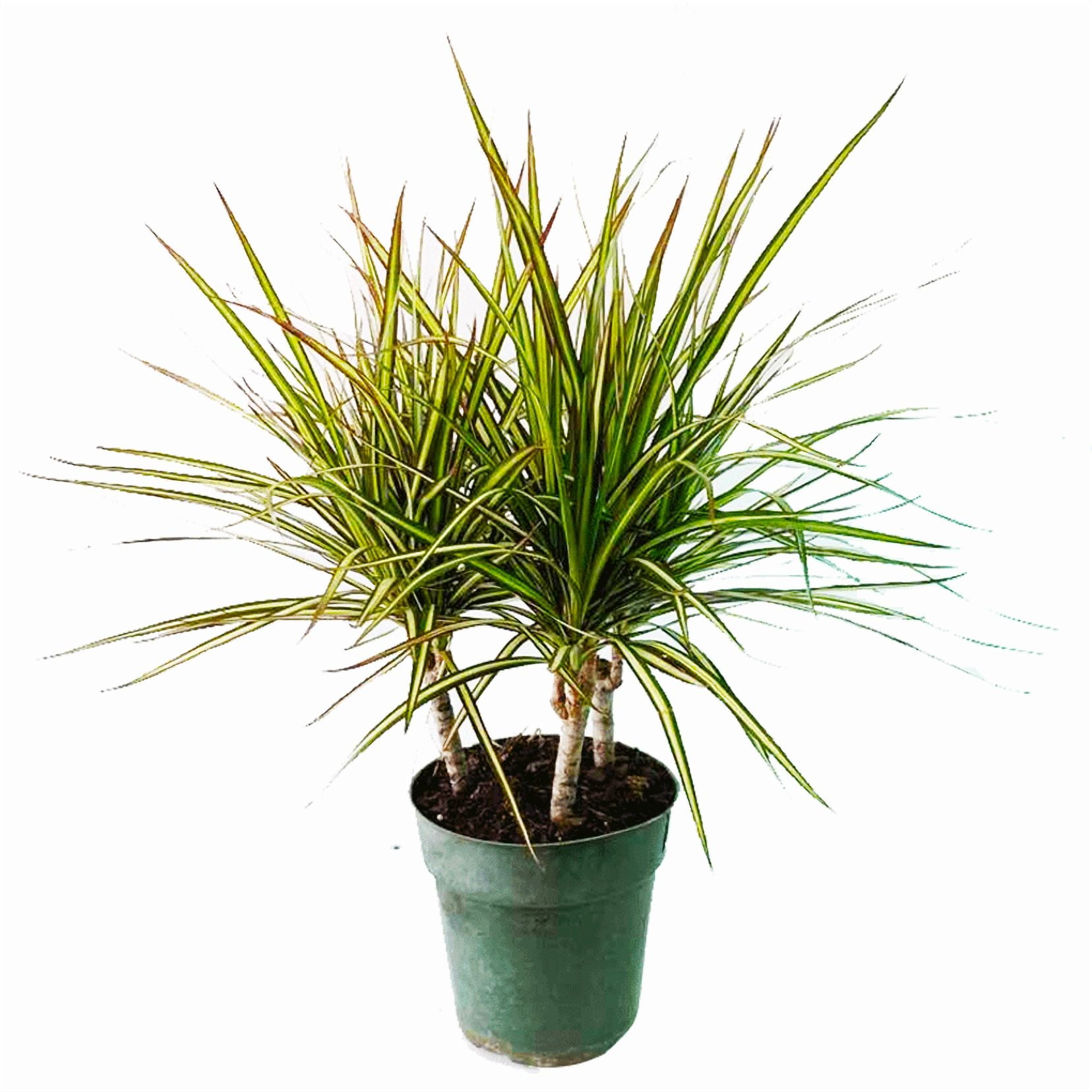 RedCrocus Dragon Tree Dracaena marginata 'Kiwi' Indoor/Outdoor Plant  &ndash; Striking foliage, easy care, suitable for containers & gardens 10"  Pot - Walmart.com
