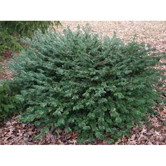 RedCrocus Cephalotaxus harringtonia Duke Gardens Plum Yew | Low-Growing Dense Evergreen Shade Plant | Deer Resistant, Container-Friendly 3 Gallon Nursery Pot