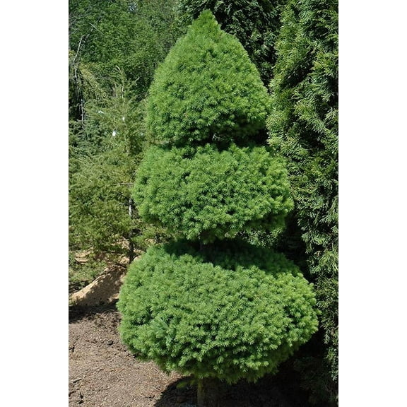 RedCrocus Dwarf Alberta Spruce Topiary Picea glauca 'Conica'- Compact Evergreen for Garden, Hedge, or Container, Low Maintenance, Deer-Resistant, Pet-Friendly, Full Sun/Partial Shade 5 Gallon