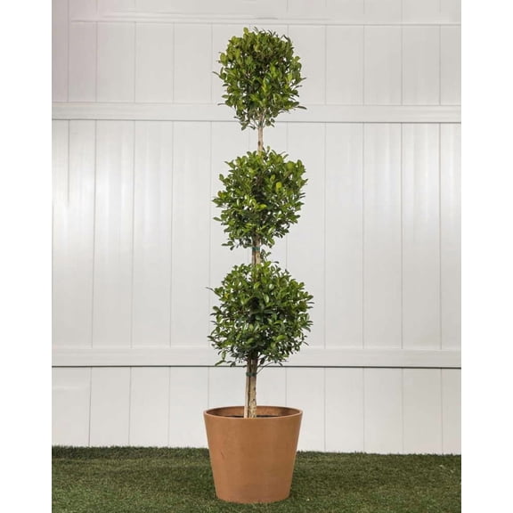 RedCrocus Dwarf Brush Cherry Eugenia myrtifolia 'Globulus'- Compact Evergreen Shrub for Containers & Gardens, Pet-Friendly, Pollinator Attractant 14" Pot
