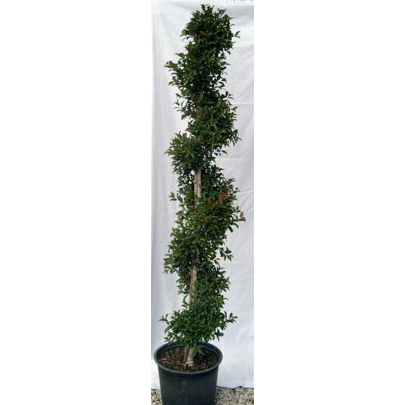 RedCrocus Dwarf Brush Cherry Eugenia myrtifolia 'Globulus' Spiral- Compact Evergreen Shrub for Gardens & Indoor Use, Attracts Pollinators, Non-Toxic, Container Friendly 10" Pot