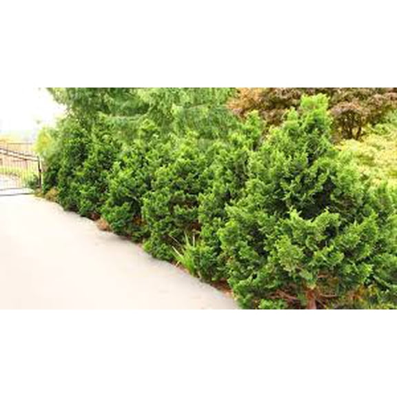 RedCrocus Chamaecyparis obtusa 'Little Anne' Dwarf Hinoki Cypress - Compact Evergreen for Gardens & Containers 1 Gallon Nursery Pot