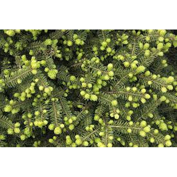 RedCrocus Dwarf Norway Spruce 'Clanbrassiliana' Live Plant Picea abies Evergreen Conifer for Rock Gardens, Borders & Containers 3 Gallon Nursery Pot