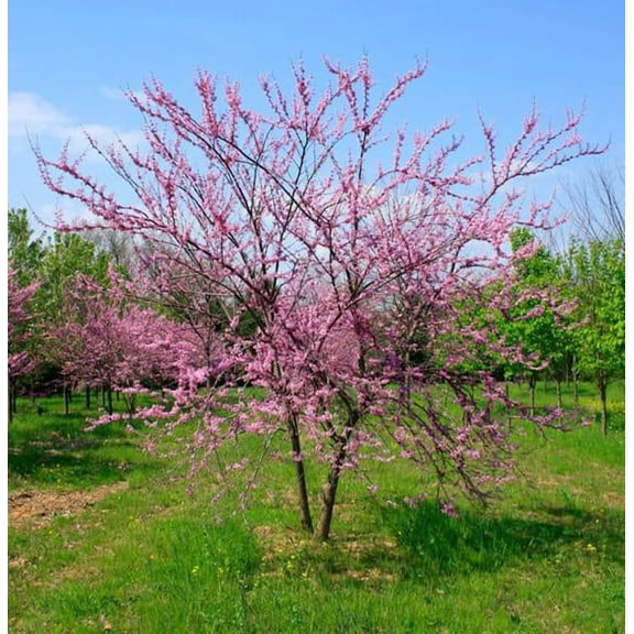 RedCrocus Eastern Redbud Cercis canadensis- Multi Stem Tree, Spring Blooms, Pollinator Attractor, Container Friendly, Residential & Landscape Plant 12/14' h