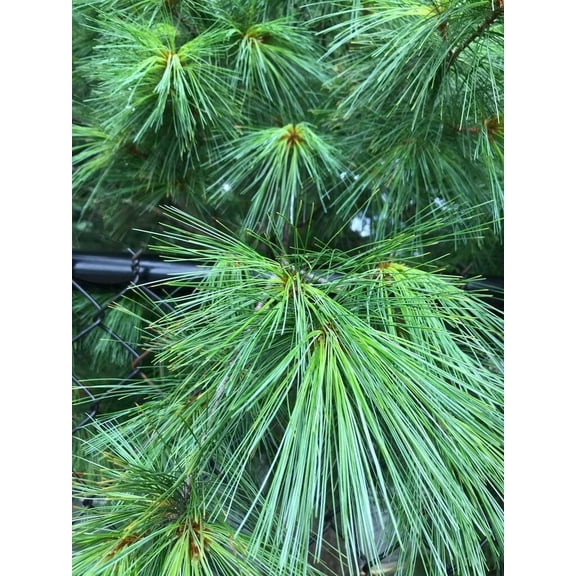 RedCrocus Eastern White Pine Pinus strobus | Fast-Growing Evergreen Tree for Landscape & Windbreaks | Deer Resistant | Well-Drained Soil | Zone 3-8  2 Gallon