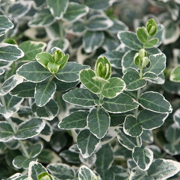 RedCrocus Emerald Gaiety Wintercreeper Euonymus- Vibrant Variegated Evergreen Ground Cover for Gardens & Containers 1 Gallon