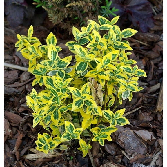 RedCrocus Emerald N Gold Wintercreeper Euonymus - Evergreen Variegated Shrub for Ground Cover & Containers  3 Gallon