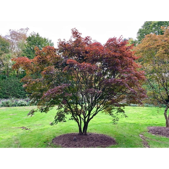 RedCrocus Emperor 1 Japanese Maple Acer palmatum - Decorative Tree for Gardens & Containers 5' h, 5' w
