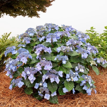 RedCrocus Endless Summer Pop Star Hydrangea- Bigleaf Lacecap for Garden & Containers, Attracts Pollinators, Non-Toxic, Full Sun to Part Shade, Easy Care, Floral Blooms 7 Gallon