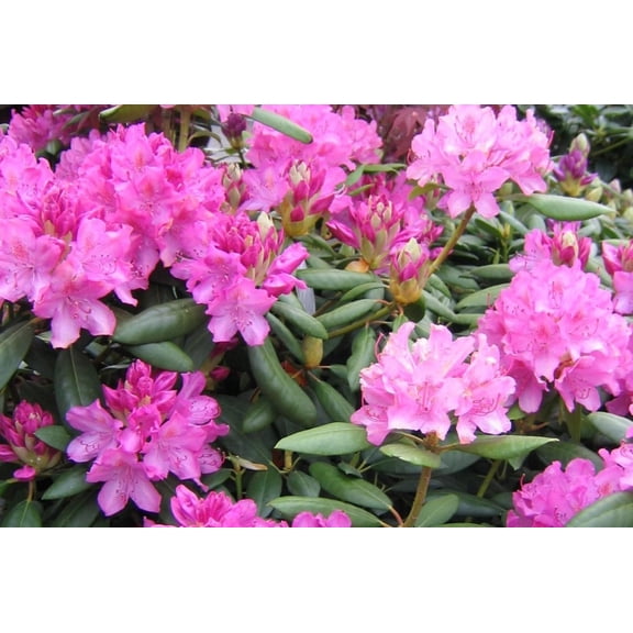 RedCrocus English Roseum Rhododendron- Evergreen Flowering Shrub, Shade Garden Plant, Attracts Pollinators, Pet Safe, Container Friendly, Hardy Zones 6-8 10 Gallon