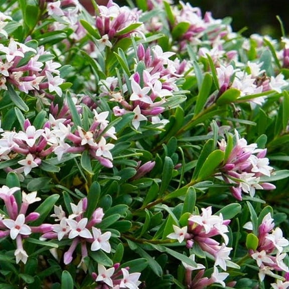 RedCrocus Eternal Fragrance Daphne Transatlantica- Fragrant Evergreen Shrub for Borders & Containers, Attracts Pollinators, Pollinator-Friendly, Deer-Resistant, Pet Toxin, Easy Care 3 Gallon