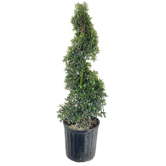 RedCrocus Eugenia Spiral Topiary - Evergreen Shrub for Garden & Indoor Decor, Pet Safe, Pollinator Attractive, Compact Bushy Plant 10" Pot
