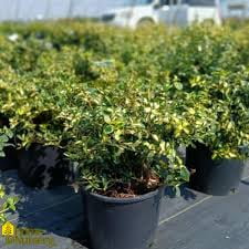 RedCrocus Euonymus 'Moonshadow' Live Plant  Variegated Evergreen Shrub, Wintercreeper, Sun/Part Shade, USDA Zones 5-9, Year-Round Color  1 Gallon Nursery Pot