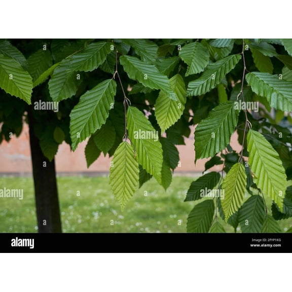 RedCrocus European Hornbeam Carpinus betulus, Deciduous Tree for Landscape and Hedges, Tolerant of Full Sun to Partial Shade, Attracts Pollinators, Container Friendly 15 Gallon