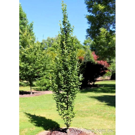 RedCrocus European Hornbeam Carpinus betulus 'Lucas'- Deciduous Shrub or Small Tree for Landscaping, Privacy Screens, Borders, Hedges, and Garden Focal Points 10/12' h Box