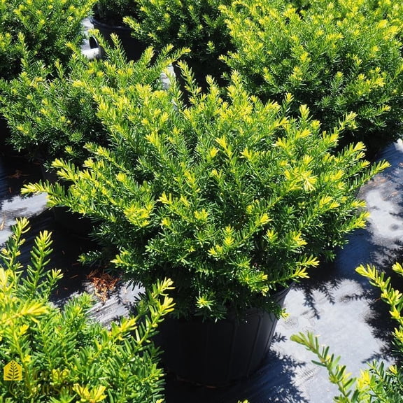 RedCrocus Everlow' Anglojap Yew Taxus media 'Everlow'- Compact Evergreen for Garden & Container- Low Maintenance Ground Cover 5 Gallon
