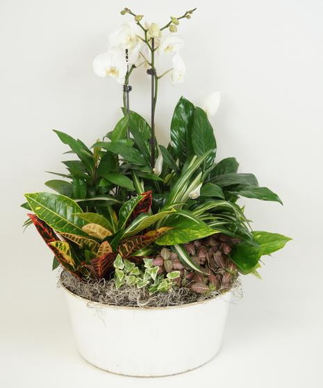 RedCrocus Exotic Orchid- Assorted Indoor Tropical Plant | Vibrant Foliage & Fragrant Blooms | Pet Toxicity Warning | Ideal for Decor & Garden 5" Pot