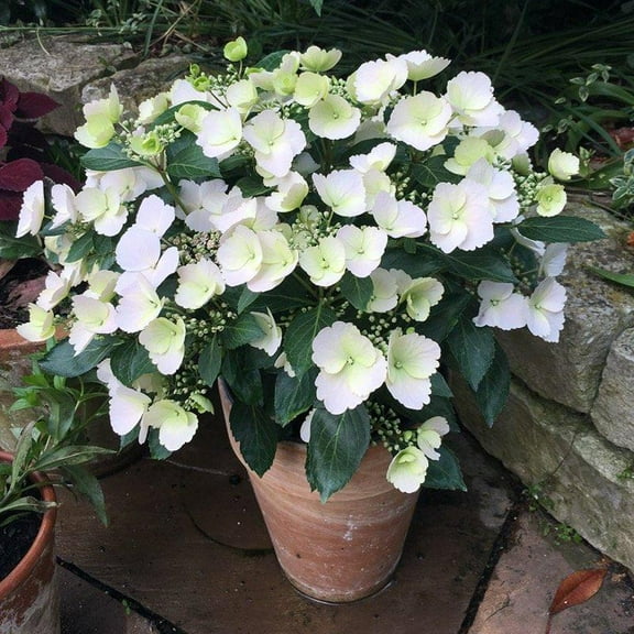 Fairytrail Bride Cascade Hydrangea-Unique Trailing Habit-Elegant White Blooms 3 Gallon