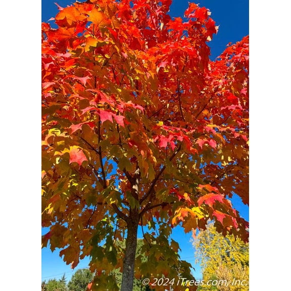 RedCrocus Fall Fiesta Sugar Maple Acer saccharum- Vibrant Autumn Foliage | Compact Deciduous Tree for Garden & Containers, Deer Resistant, Pet Safe (Mild Toxicity) | Full Sun/Partial Shade 15 Gall