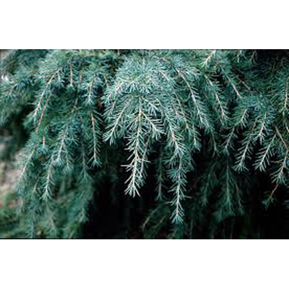 RedCrocus Feelin' Blue Deodar Cedar (Cedrus deodara) Dwarf Weeping Evergreen Conifer, Powder-Blue Needles, Deer Resistant, Full Sun, Landscape or Container, Zones 69 Live Plant