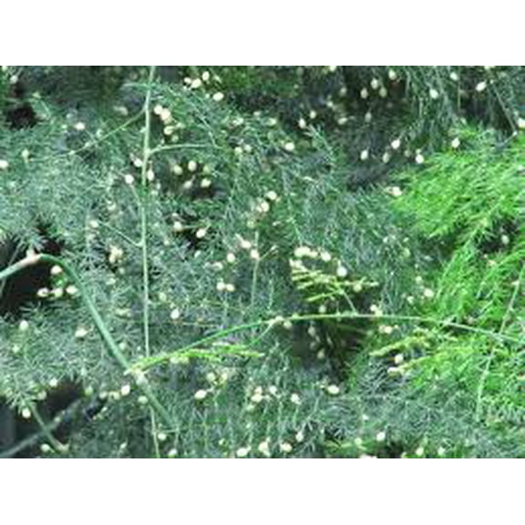 RedCrocus Fern-Asparagus Plumosis Climbing Fern, Indoor & Outdoor Shade Plant, Hardy, Pet-Friendly, Moisture-Loving, Eco-Friendly Greenery 1 Gallon Pot