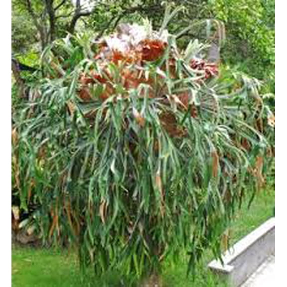 RedCrocus Fern-Staghorn Dutch Indoor & Patio Plant - Low Maintenance Foliage for Shade Gardens, Pet Safe, Attractive Pollinator Habitat  6"