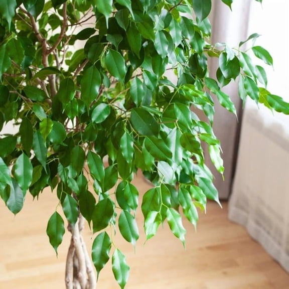 RedCrocus Braided Ficus lyrata Topiary - Indoor Plant for Bright Spaces, Pet Warning 12" Pot