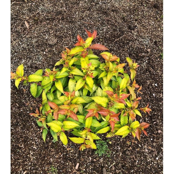 RedCrocus Firefly' Bush Honeysuckle - Deciduous Shrub, Pollinator Attractor, Fragrant Blooms, Container Friendly, Deer Resistant, Native Landscaping Plant  3 Gallon