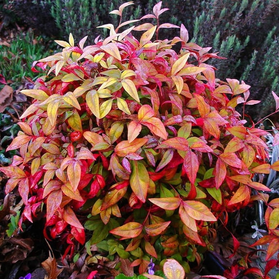 RedCrocus Firepower Heavenly Bamboo Nandina- Evergreen Shrub with Red Foliage, White Flowers & Red Berries for Garden & Container Use 5 Gallon
