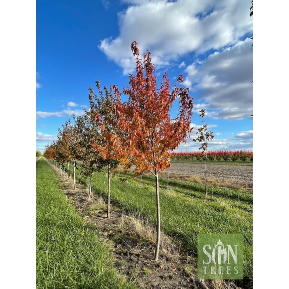 RedCrocus Flame' Amur Maple Acer ginnala 'Flame' | Vibrant Fall Foliage, Fragrant Summer Blooms | Container & Garden Use | Hardy, Drought Tolerant, Deer Resistant | Pet Warning  15 Gallon
