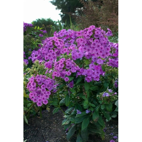 RedCrocus Flame Purple Garden Phlox - Vibrant Purple Blooms for Pollinator Gardens, Borders & Containers, Fragrant Perennial, Full Sun to Partial Shade  1 Gallon