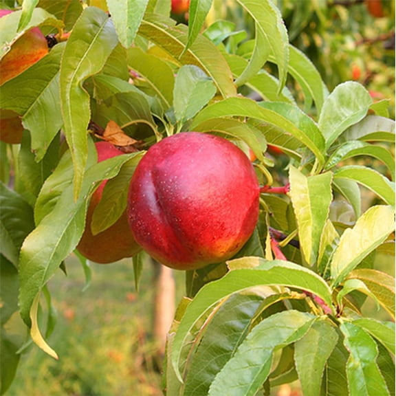 RedCrocus Flavortop Nectarine- Compact, Fragrant Fruit Tree for Small Gardens | Pollinator Friendly & Disease Resistant 10 Gallon