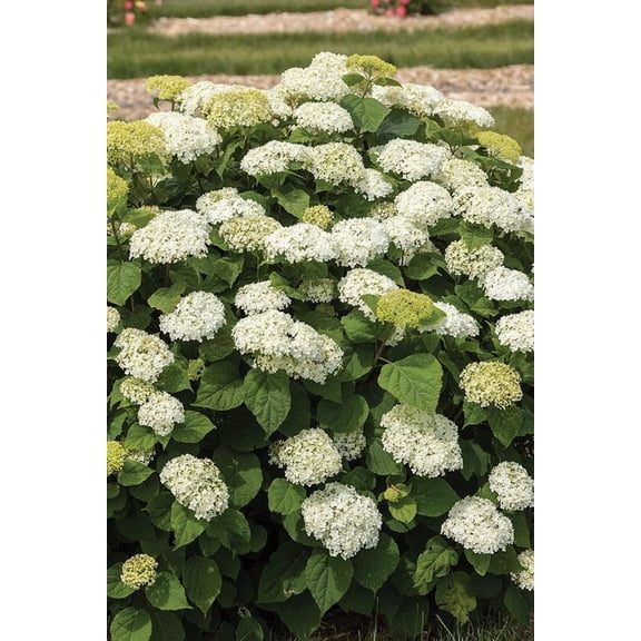 RedCrocus FlowerFull Hydrangea arborescens | Large White Blooms, Deciduous Shrub, Border & Garden Plant, Pollinator Friendly, Container & Garden Use 5 Gallon