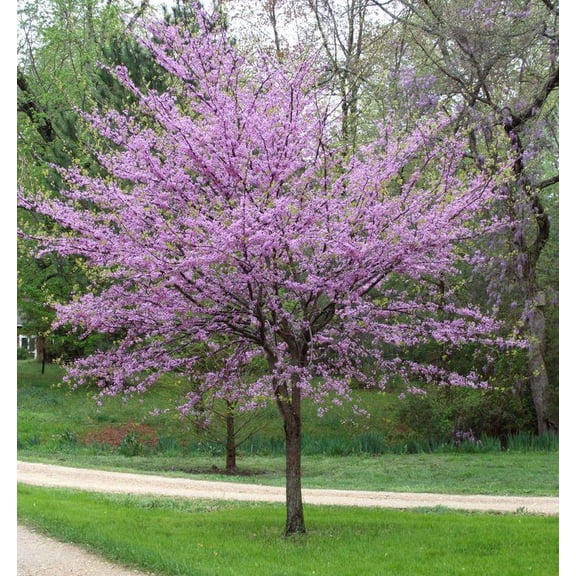 RedCrocus Forest Pansy Eastern Redbud Cercis canadensis 'Forest Pansy'- Deciduous Tree, Shade Plant, Flowering Shrub, Pollinator Attractor, Container-Friendly, Deer-Resistant  5/6' h 15 Gallon