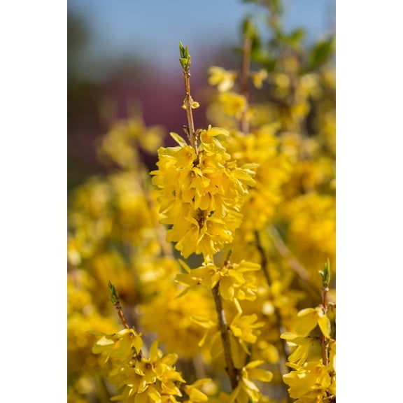 RedCrocus Forsythia Spring Fling-Compact shrub with yellow flowers 3 Gallon